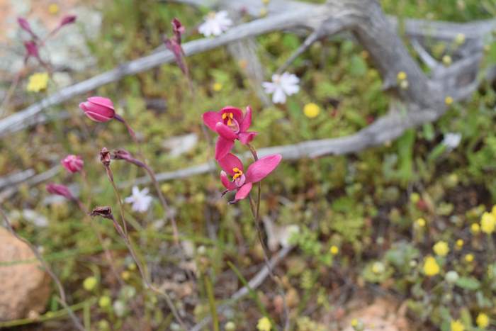 Thelymitra x macmillanii - Red Sun Orchid-Orchid-Ridge-Sep-2018p0007.JPG